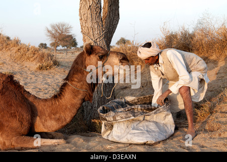 Il cammello e il cammello uomo deserto di Thar Rajasthan in India Foto Stock