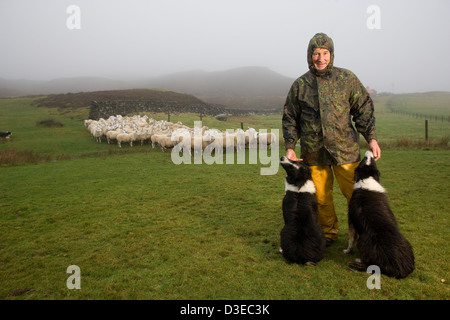 Isola di Eigg, Scozia - 1 Novembre 2007: Duncan Furguson tratti la sua sheepdogs mentre arrotondamento un gregge per il mercato. Foto Stock