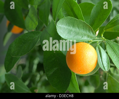 Tangerini su un albero di agrume close up. Foto Stock