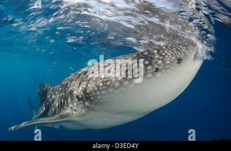 Squalo balena (Rhincodon typus) raccogliere sotto la pesca alle piattaforme di mangimi provenienti da reti fishermens, Papua, Indonesia. Foto Stock