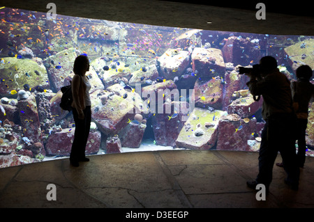 Visitatore pone accanto all'acquario pesce serbatoio in Atlantis Palm Hotel Dubai EMIRATI ARABI UNITI come un fotografo scatta una foto. Foto Stock