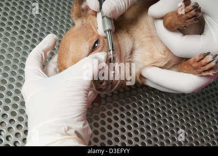 Questioni veterinarie di eseguire un intervento su un cucciolo di testa Foto Stock