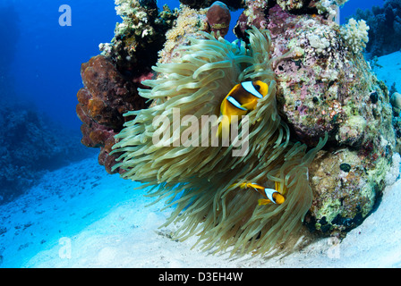 Anemonefish Twoband (Amphiprion bicinctus). Marsa Alam. Res Mare (Egitto) Foto Stock