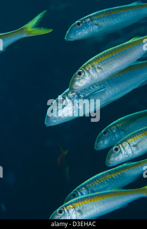 Yellowstripe goatfish (Mulloidichthys flavolineatus). Marsa Alam. Res Mare (Egitto) Foto Stock