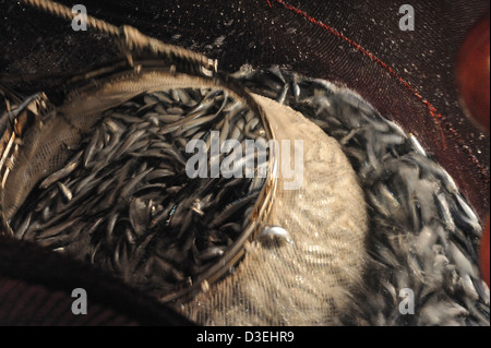 Lampara la pesca è un tipo di pesca per la cattura di acciughe e sardine . Sestri Levante (Italia). Foto Stock