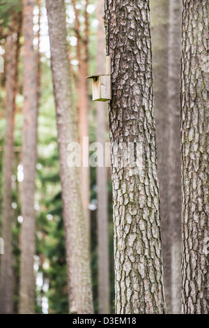 Birdhouse in legno di pino sul tronco di albero nella foresta Foto Stock