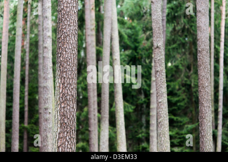 La natura della scena Pino con tronchi di alberi in foresta Foto Stock