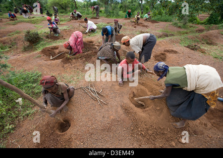 ANKA DUGANA distretto, zona WOLAYITA, sud Etiopia, 21 AGOSTO 2008: persone dal villaggio Ukamo prendere parte in una piantagione di alberi Foto Stock