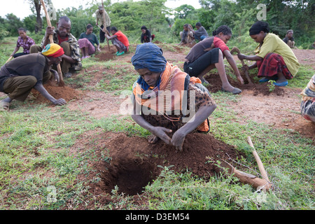 ANKA DUGANA distretto, zona WOLAYITA, sud Etiopia, 21 AGOSTO 2008: persone dal villaggio Ukamo prendere parte in una piantagione di alberi Foto Stock