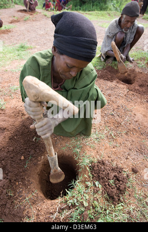 ANKA DUGANA distretto, zona WOLAYITA, sud Etiopia, 21AGOSTO 2008: persone dal villaggio Ukamo prendere parte in una piantagione di alberi Foto Stock