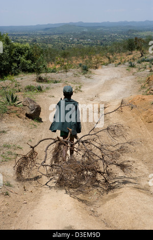 ANKA DUGANA distretto, zona WOLAYITA, sud Etiopia, 21 AGOSTO 2008: un ragazzo cammina home trascinando un ramo di albero Foto Stock