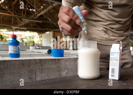 Il Perù, Loreto, Iquitos, lamantino progetto. Foto Stock