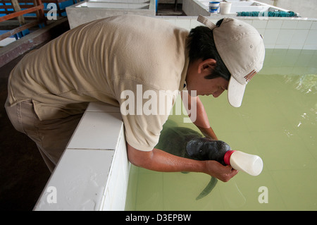 Il Perù, Loreto, Iquitos, lamantino progetto. Foto Stock