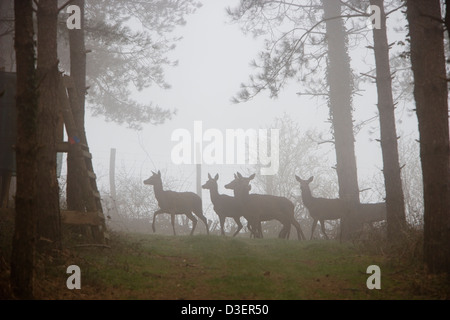 Cervi nella foresta Troncais. Foto Stock