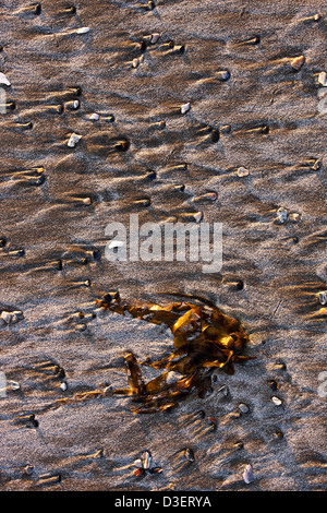 Dettaglio di alghe e di pietre sulla sabbia. Long Beach. Pacific Rim National Park. Isola di Vancouver, British Columbia, Canada Foto Stock