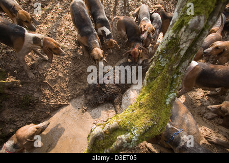 Pointevin hounds da Vautrait de Banassat hunt pick al corpo morto del cinghiale fossero state inseguendo per più di un'ora Foto Stock