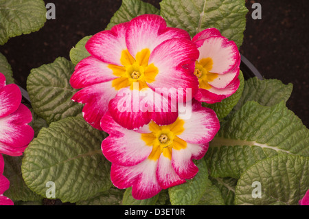 Il bianco e il rosso primule fiori di primavera REGNO UNITO Foto Stock