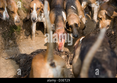Pointevin hounds da Vautrait de Banassat hunt pick al corpo morto del cinghiale fossero state inseguendo per più di un'ora Foto Stock