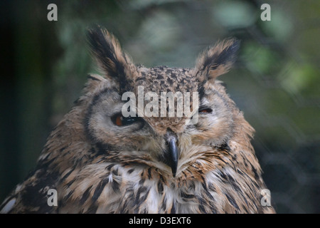 Il Bengala Eagle-Owl Foto Stock