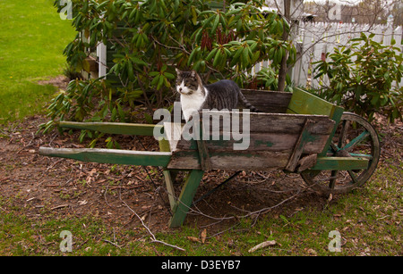 Cute tabby gatto campagna, vintage wheelbarrow in legno in una fattoria in Allentown, New Jersey, USA, oggetti d'epoca, NJ, antico vecchio attrezzi agricoli pet Foto Stock