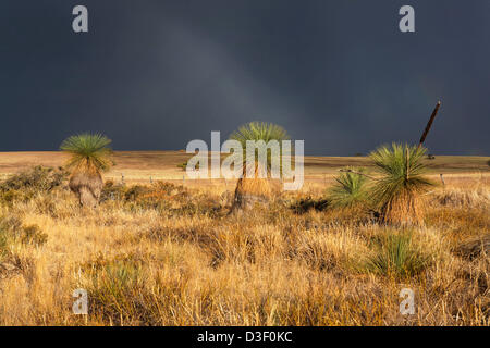 Tempesta su terreno coltivato con alberi di erba in primo piano ( Xanthorrhoea preissii ), Eneabba Australia Occidentale Foto Stock