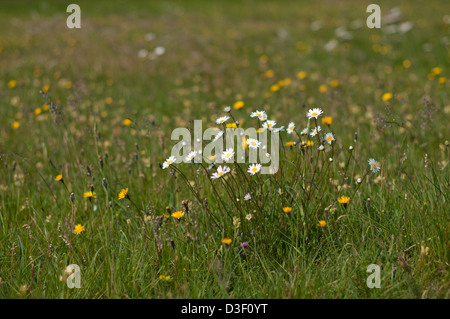 BELLIS PERENNIS IN FIORE SELVATICO PRATO ESTATE Foto Stock