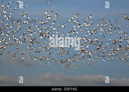 WA08111-00...WASHINGTON - Grande Stormo di oche delle nevi in volo sopra il Fir sezione di isola di Skagit Area faunistica. Foto Stock