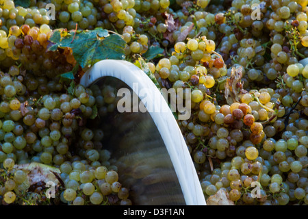 Le uve di essere schiacciato nella struttura di cavatappi a forma di coclea di alimentazione su un frantoio meccanico diraspatrice a California Centrale vigna. Foto Stock