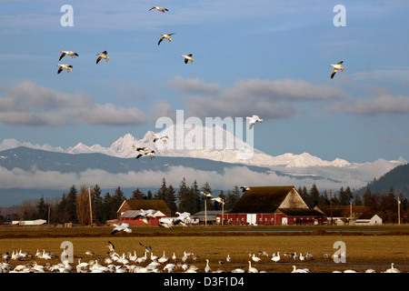 Uno Stormo di oche delle nevi in una fattoria nel campo di abete sezione di isola di Skagit Area faunistica con Mount Baker nella distanza. Foto Stock