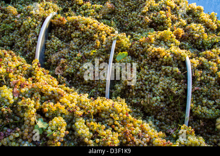 Le uve di essere schiacciato nella struttura di cavatappi a forma di coclea di alimentazione su un frantoio meccanico diraspatrice a California Centrale vigna. Foto Stock