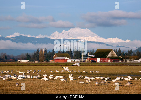 Stormo di oche delle nevi in una fattoria nel campo di abete sezione di isola di Skagit Area faunistica con Mount Baker nella distanza. Foto Stock