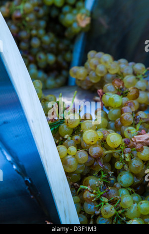 Le uve di essere schiacciato nella struttura di cavatappi a forma di coclea di alimentazione su un frantoio meccanico diraspatrice a California Centrale vigna. Foto Stock