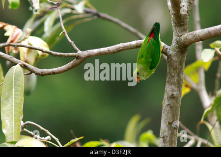 Il primaverile Hanging Parrot (Loriculus vernalis) alimentazione sul mango Foto Stock