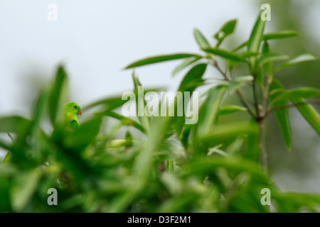 Il primaverile Hanging Parrot (Loriculus vernalis) alimentazione sul mango Foto Stock