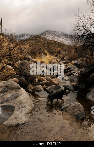 Una tempesta di neve scende la neve sulle montagne Santa Catalina, Foresta Nazionale di Coronado, Deserto Sonoran, Catalina, Arizona, Stati Uniti. Foto Stock