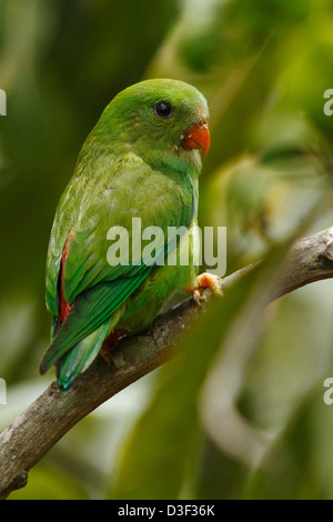 Il primaverile Hanging Parrot (Loriculus vernalis) ritratto Foto Stock