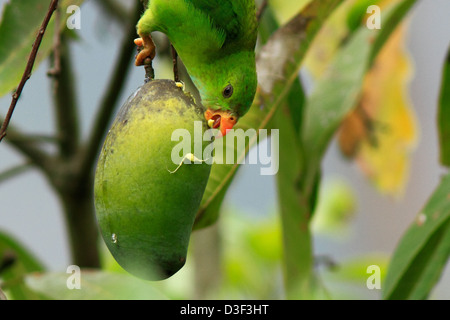 Il primaverile Hanging Parrot (Loriculus vernalis) alimentazione sul mango Foto Stock