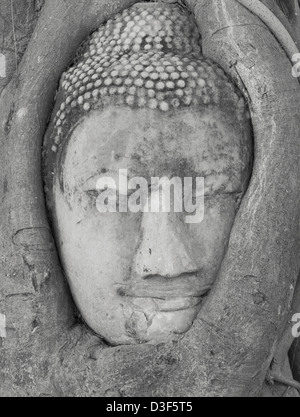 Il Buddha la testa racchiusi nelle radici di un Banyan Tree al Wat Phra Mahathat tempio, Ayutthaya Thailandia Foto Stock