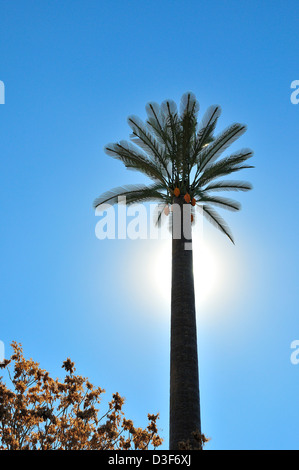 Antenne per telecomunicazioni e piloni dissimulata in un uomo- realizzato Palm tree con tronco ,fonds e il suo frutto.Marrekish .Marocco Foto Stock