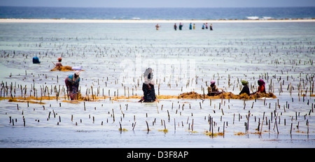 La gente del luogo la raccolta delle alghe marine a bassa marea in cooperazione con una tartaruga marina santuario. Zanzibar, Tanzania Foto Stock