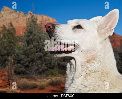 Bianco pastore tedesco in Sedona Foto Stock