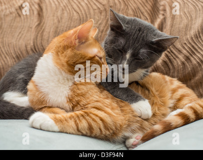 Due di quattro mesi i gemelli i gattini di appoggio e lo scambio di sguardi Foto Stock