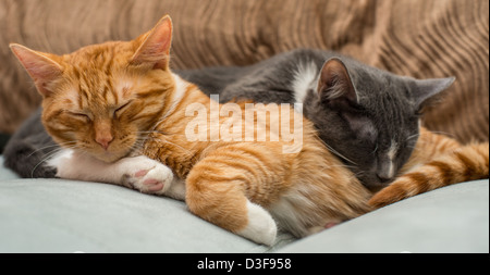 Due di quattro mesi i gemelli gattini dormono insieme Foto Stock