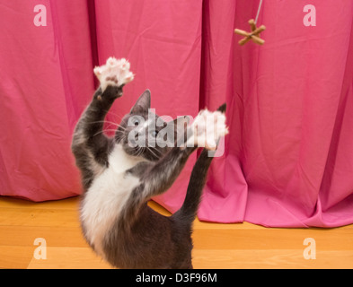 I giovani di quattro mesi il grigio e il bianco smoking cat giocando, zampe esteso per raggiungere il giocattolo Foto Stock