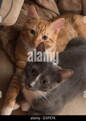 Due di quattro mesi i gattini di coccole in una sedia insieme Foto Stock