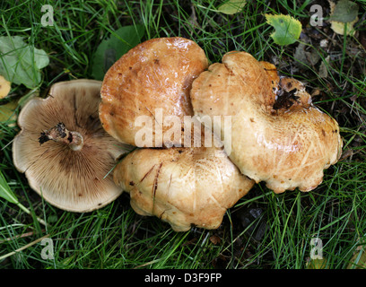 Brown Rollrim, Paxillus involutus, Paxillaceae. Foto Stock