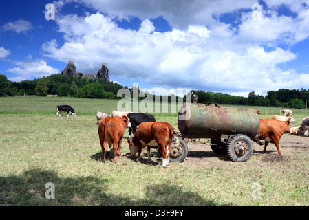 Benvenuti in Repubblica ceca - roccaforte Trosky a Cesky raj (paradiso ceco) con mucche Foto Stock