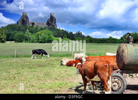 Benvenuti in Repubblica ceca - roccaforte Trosky a Cesky raj (paradiso ceco) con mucche Foto Stock