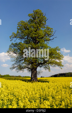 Un solo vecchio albero solitario di quercia (Quercus robur) nel mezzo di un campo di canola o di colza in piena fioritura in una giornata di sole in primavera Foto Stock