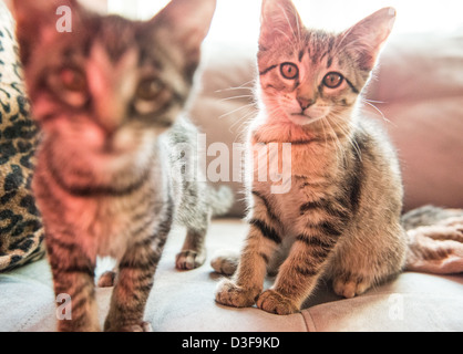 Due gemelli tabby striped gatti seduti su un lettino, curiosamente guardando la fotocamera Foto Stock